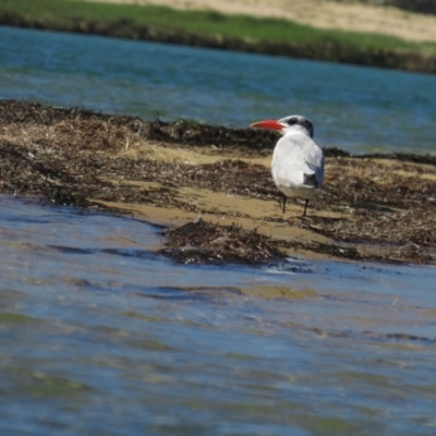 Hydroprogne caspia (Caspian Tern) at Wallaga Lake, NSW - 28 Feb 2021 by tom.tomward@gmail.com