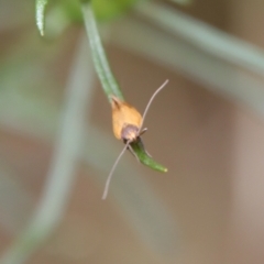 Phauloplana illuta at Hughes, ACT - 25 Feb 2022