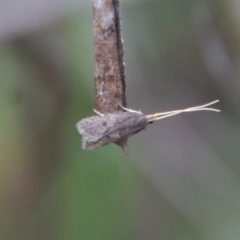 Lecithocera terrigena (Lecithocera terrigena) at Hughes, ACT - 25 Feb 2022 by LisaH