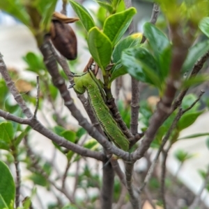 Cephonodes (genus) at Wright, ACT - 26 Feb 2022