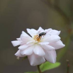 Stomorhina sp. (genus) at Kaleen, ACT - 25 Feb 2022