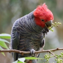 Callocephalon fimbriatum (Gang-gang Cockatoo) at Hughes, ACT - 23 Feb 2022 by LisaH