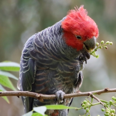 Callocephalon fimbriatum (Gang-gang Cockatoo) at Hughes, ACT - 23 Feb 2022 by LisaH