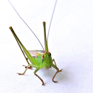 Conocephalus semivittatus at Crooked Corner, NSW - 25 Feb 2022 01:07 PM