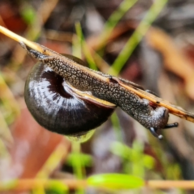 Sauroconcha jervisensis (Jervis Bay Forest Snail) at Yerriyong, NSW - 24 Feb 2022 by RobG1