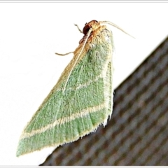 Mixocera latilineata (Side-lined Emerald) at Crooked Corner, NSW - 21 Feb 2022 by Milly