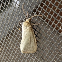 Heliocheilus (genus) (Heliothine moths) at Crooked Corner, NSW - 21 Feb 2022 by Milly