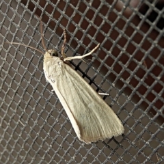 Heliocheilus (genus) at Crooked Corner, NSW - 22 Feb 2022