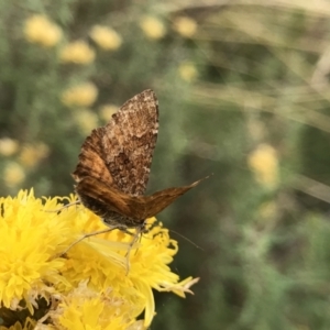 Chrysolarentia cataphaea at Kosciuszko National Park - 15 Feb 2022