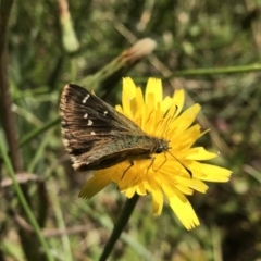 Atkinsia dominula (Two-brand grass-skipper) at Jagumba, NSW - 14 Feb 2022 by Pirom