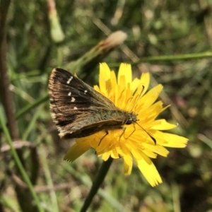 Atkinsia dominula at Jagumba, NSW - suppressed