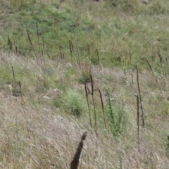 Verbascum thapsus subsp. thapsus (Great Mullein, Aaron's Rod) at Molonglo Valley, ACT - 6 Feb 2022 by Amata