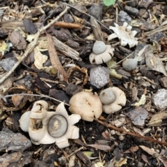 Geastrum sp. (Geastrum sp.) at Wanniassa, ACT - 26 Feb 2022 by jks