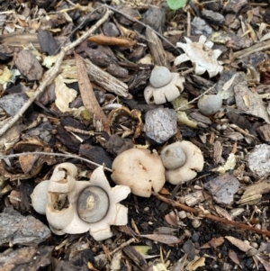 Geastrum sp. at Wanniassa, ACT - 26 Feb 2022