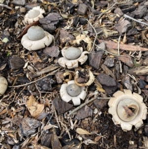 Geastrum sp. at Wanniassa, ACT - 26 Feb 2022