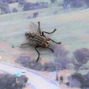 Sarcophaga sp. (genus) at Cook, ACT - 23 Dec 2020