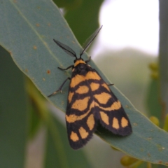 Asura lydia at Molonglo Valley, ACT - 26 Feb 2022