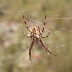 Backobourkia (genus) (An orb weaver) at Stromlo, ACT - 26 Feb 2022 by MatthewFrawley