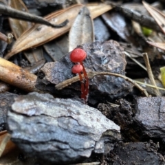 Cruentomycena viscidocruenta (Ruby Mycena) at Wanniassa, ACT - 26 Feb 2022 by jksmits