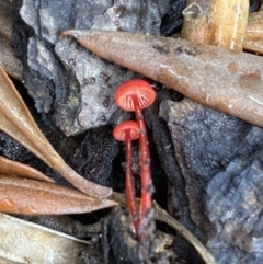 Cruentomycena viscidocruenta at Wanniassa, ACT - 26 Feb 2022