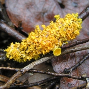 Teloschistes sp. (genus) at Stromlo, ACT - 26 Feb 2022