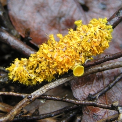 Teloschistes sp. (genus) (A lichen) at Stromlo, ACT - 25 Feb 2022 by MatthewFrawley