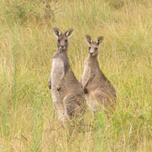 Macropus giganteus at Molonglo Valley, ACT - 26 Feb 2022 10:29 AM