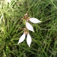 Eriochilus cucullatus at Corang, NSW - 3 Feb 2022