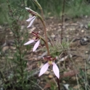 Eriochilus cucullatus at Corang, NSW - suppressed