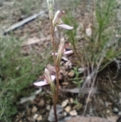 Eriochilus cucullatus at Corang, NSW - 26 Feb 2022