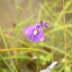 Utricularia dichotoma (Fairy Aprons, Purple Bladderwort) at Molonglo Valley, ACT - 25 Feb 2022 by MatthewFrawley