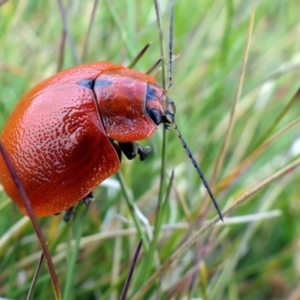 Paropsis augusta at Geehi, NSW - 24 Feb 2021