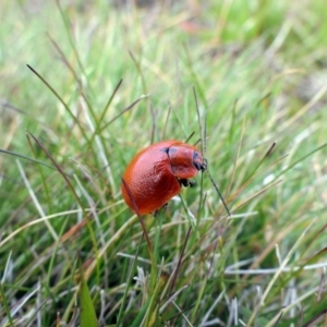 Paropsis augusta at Geehi, NSW - 24 Feb 2021