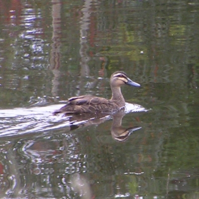 Anas superciliosa (Pacific Black Duck) at Molonglo Valley, ACT - 25 Feb 2022 by MatthewFrawley