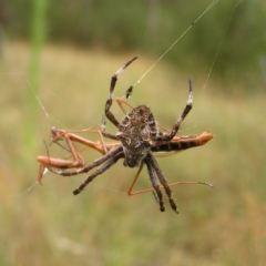 Backobourkia sp. (genus) (An orb weaver) at Stromlo, ACT - 25 Feb 2022 by MatthewFrawley