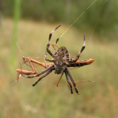 Backobourkia sp. (genus) (An orb weaver) at Stromlo, ACT - 26 Feb 2022 by MatthewFrawley