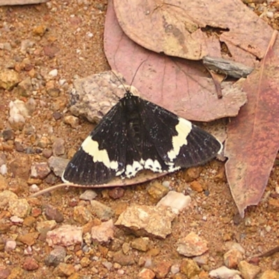 Eutrichopidia latinus (Yellow-banded Day-moth) at Molonglo Valley, ACT - 26 Feb 2022 by MatthewFrawley