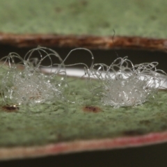 Glycaspis sp. (genus) at Evatt, ACT - 16 Feb 2022