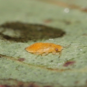 Glycaspis sp. (genus) at Evatt, ACT - 16 Feb 2022