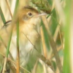 Cisticola exilis (Golden-headed Cisticola) at Fyshwick, ACT - 12 Mar 2021 by tom.tomward@gmail.com