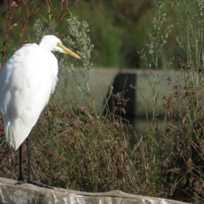 Ardea alba (Great Egret) at Tuggeranong Creek to Monash Grassland - 6 Apr 2021 by TomW