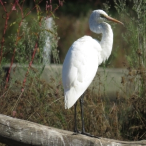 Ardea alba at Monash, ACT - 6 Apr 2021