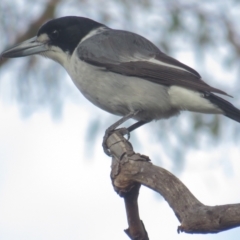 Cracticus torquatus (Grey Butcherbird) at Garran, ACT - 3 Sep 2021 by BenW