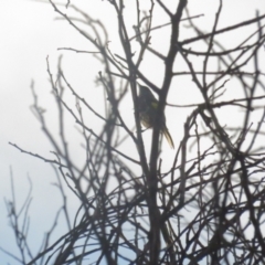 Phylidonyris pyrrhopterus (Crescent Honeyeater) at Woodstock Nature Reserve - 3 Jul 2021 by tom.tomward@gmail.com