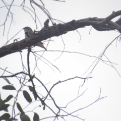Stagonopleura guttata (Diamond Firetail) at Mount Ainslie - 6 Dec 2021 by BenW