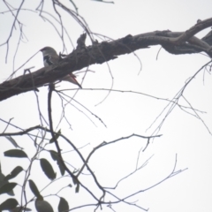 Stagonopleura guttata (Diamond Firetail) at Pialligo, ACT - 5 Dec 2021 by tom.tomward@gmail.com