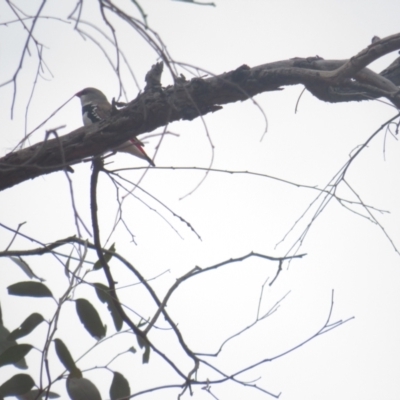 Stagonopleura guttata (Diamond Firetail) at Mount Ainslie - 6 Dec 2021 by BenW