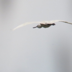 Platalea regia (Royal Spoonbill) at Fyshwick, ACT - 26 Dec 2021 by tom.tomward@gmail.com