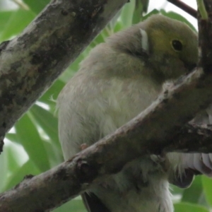 Ptilotula penicillata at Kingston, ACT - 23 Dec 2021