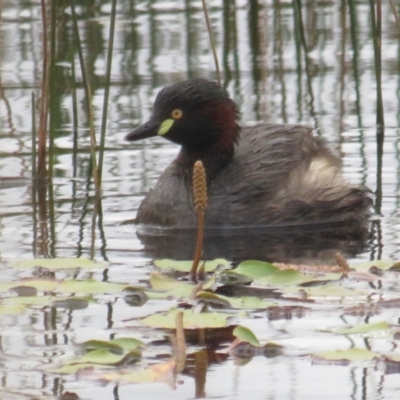 Tachybaptus novaehollandiae (Australasian Grebe) at Mulligans Flat - 27 Dec 2021 by BenW